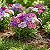 Phlox Drumond (Phlox drummondii) - 50 SEMENTES - Imagem 2