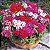 Phlox Drumond (Phlox drummondii) - 50 SEMENTES - Imagem 3