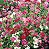 Sementes de Phlox Drumond (Phlox drummondii) - Imagem 1