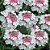 Verbena Anã Sortida (Verbena x hybrida) - 50 SEMENTES - Imagem 2