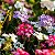Sementes da Flor Verbena Anã Sortida (Verbena x hybrida) - Imagem 4