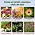 Mix 500 Sementes de Flores Sortidas - 18 Espécies Misturadas - Para Jardim e Floreiras - Imagem 5