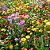 Mix 500 Sementes de Flores Sortidas - 18 Espécies Misturadas - Para Jardim e Floreiras - Imagem 1