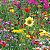 Mix 500 Sementes de Flores Sortidas - 18 Espécies Misturadas - Para Jardim e Floreiras - Imagem 6