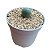 Muda de Conophytum Calculus - Imagem 1