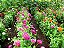 Sementes da Flor Zinia Gigante Rosa Pink - Imagem 3