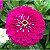 Sementes da Flor Zinia Gigante Rosa Pink - Imagem 1