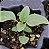 Sementes da Flor Sálvia Azul (Salvia farinacea) - Imagem 4