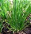 Sementes de Cebolinha Todo Ano Nebuka (Allium fistulosum) - Imagem 1