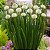 Sementes de Cebolinha Todo Ano Nebuka (Allium fistulosum) - Imagem 3
