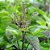 Sementes de Manjericão Sagrado - Tulsi (Ocimum tenuiflorum) - Imagem 2