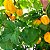 Sementes de Pimenta Habanero Amarela (Capsicum chinense) - Imagem 2