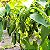 Sementes de Pimenta Jalapeño (Capsicum annuum) - Imagem 2