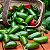 Sementes de Pimenta Jalapeño (Capsicum annuum) - Imagem 1