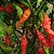 Sementes de Pimenta Murupi (Capsicum chinense) - Imagem 2