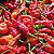 Sementes de Pimenta Murupi (Capsicum chinense) - Imagem 1