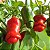Sementes de Pimenta Peter (Peter Pepper) – Capsicum annuum - Imagem 2