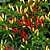 Sementes de Pimenta Tabasco (Capsicum frutescens) - Imagem 1
