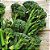 Sementes de Brócolis Ramoso (Brassica oleracea) - Imagem 1