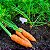 Sementes de Cenoura Baby (Daucus carota) - Imagem 1