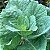 Sementes de Couve Manteiga (Brassica oleracea L. var. acephala) - Imagem 2