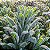 Sementes de Couve Kale / Couve Negra Toscana (Brassica oleracea L. var. acephala) - Imagem 2