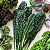 Sementes de Couve Kale / Couve Negra Toscana (Brassica oleracea L. var. acephala) - Imagem 3