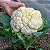 Sementes de Couve-Flor Branca Bola de Neve (Brassica oleracea var. botrytis) - Imagem 2