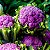 Sementes de Couve-Flor Roxa (Brassica oleracea L. var. botrytis) - Imagem 2