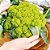 Sementes de Couve-Flor Verde (Brassica oleracea L. var. botrytis) - Imagem 1