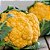 Sementes de Couve-Flor Laranja Cheddar (Brassica oleracea L. var. botrytis) - Imagem 1