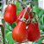 Sementes de Tomate Pêra Vermelho (Solanum lycopersicum) - Imagem 1