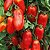 Sementes de Tomate Italiano San Marzano (Solanum lycopersicum) - Imagem 1
