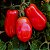 Sementes de Tomate Italiano San Marzano (Solanum lycopersicum) - Imagem 4