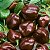 Sementes de Pimenta Habanero Chocolate (Capsicum chinense) - Imagem 1