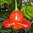 Sementes de Pimenta Cambuci (Chapéu-de-Bispo) – Capsicum baccatum - Imagem 1