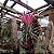 10 Sementes de Tillandsia ionantha - Imagem 2