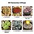 Kit Coleção de Lithops - 6 espécies diferentes - 10 sementes de cada - Imagem 1