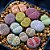Kit Coleção de Lithops - 6 espécies diferentes - 10 sementes de cada - Imagem 3