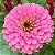 Zinia Dália Dobrada Rosa (Zinnia elegans) - 30 SEMENTES - Imagem 1
