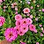 Zinia Dália Dobrada Rosa (Zinnia elegans) - 30 SEMENTES - Imagem 2