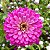 Sementes de Zinia Rosa (Zinnia elegans) 15 unidades - Imagem 1