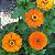 Zinia Dália Dobrada Laranja (Zinnia elegans) - 30 SEMENTES - Imagem 2