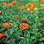 Zinia Dália Dobrada Laranja (Zinnia elegans) - 30 SEMENTES - Imagem 3