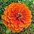 Sementes de Zinia Laranja (Zinnia elegans) 15 unidades - Imagem 1