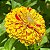 Sementes de Zinia Pepermint Stick (Zinia elegans) 30 unidades - Imagem 1