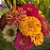 Sementes de Zinia Pepermint Stick (Zinia elegans) 30 unidades - Imagem 2