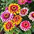 Sementes de Zinia Carousel Mix (Zinnia elegans) 30 unidades - Imagem 1