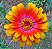 Sementes de Zinia Carousel Mix (Zinnia elegans) 30 unidades - Imagem 2