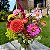 Mix 200 Sementes de Flores de Corte Sortidas - Cores Vibrantes e Alta Floração - Imagem 4